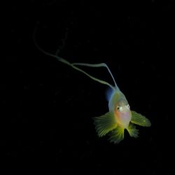 larval Barred soapfish