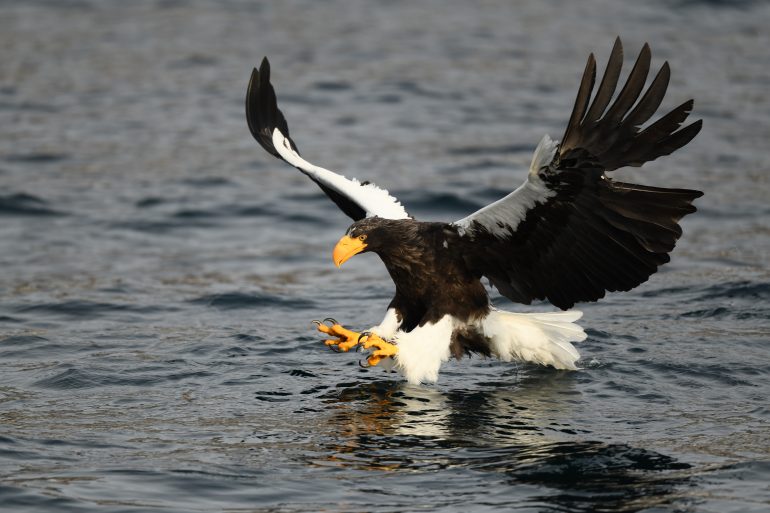 500mm_F56E_PF_JN_01_7379_WEB