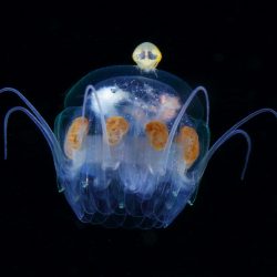 Hyperiidea on Nausithoe jellyfish