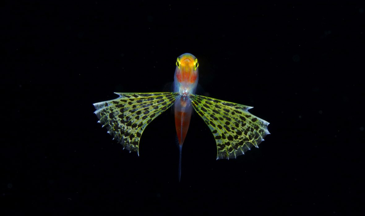 Unknown a larval Gymnapogon