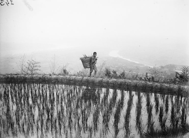Sichuan. Hejiang, rizières au-dessus de la ville