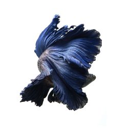 VisaruteAngkatavanich_01