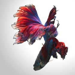 VisaruteAngkatavanich_04