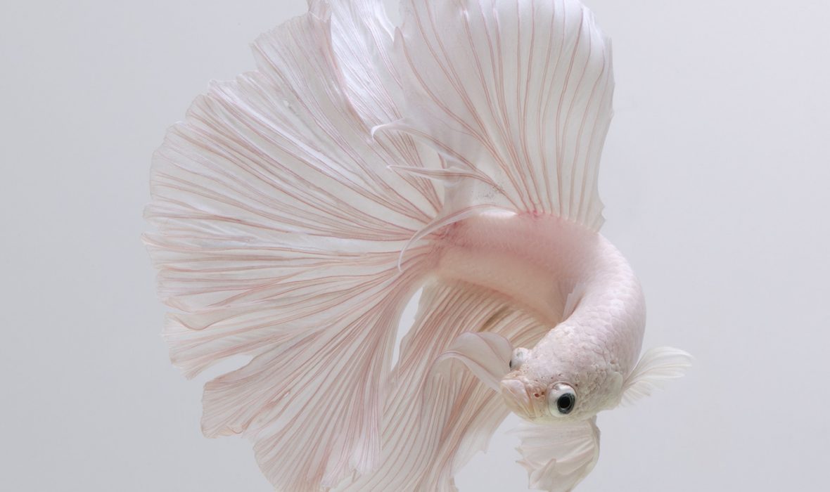 VisaruteAngkatavanich_14-768x687@2x