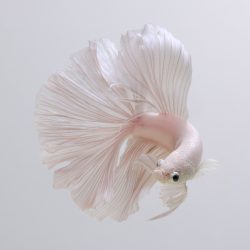 VisaruteAngkatavanich_14-768x687@2x