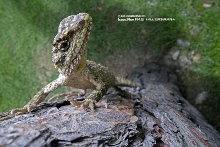 laowao macro 24mm f14_lifestyle