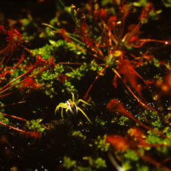 « Toucher les Anges ». Femelle de Dolomède des marais dans une lumière rasante. Tourbière de Mulsanne. 06_2015