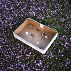 04.SevenButterflySpecimens