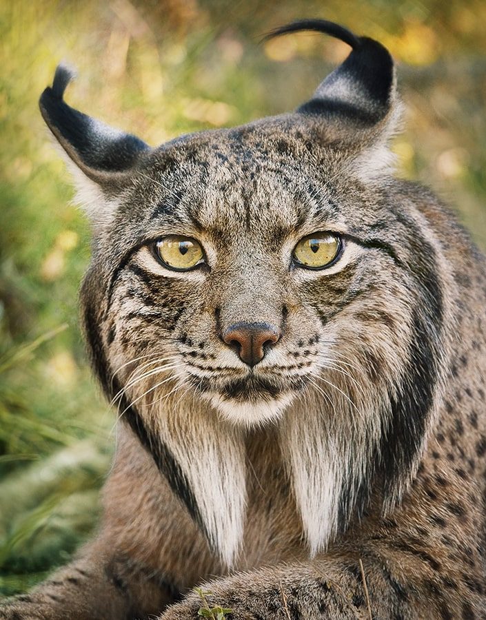 Iberian Lynx Portrait