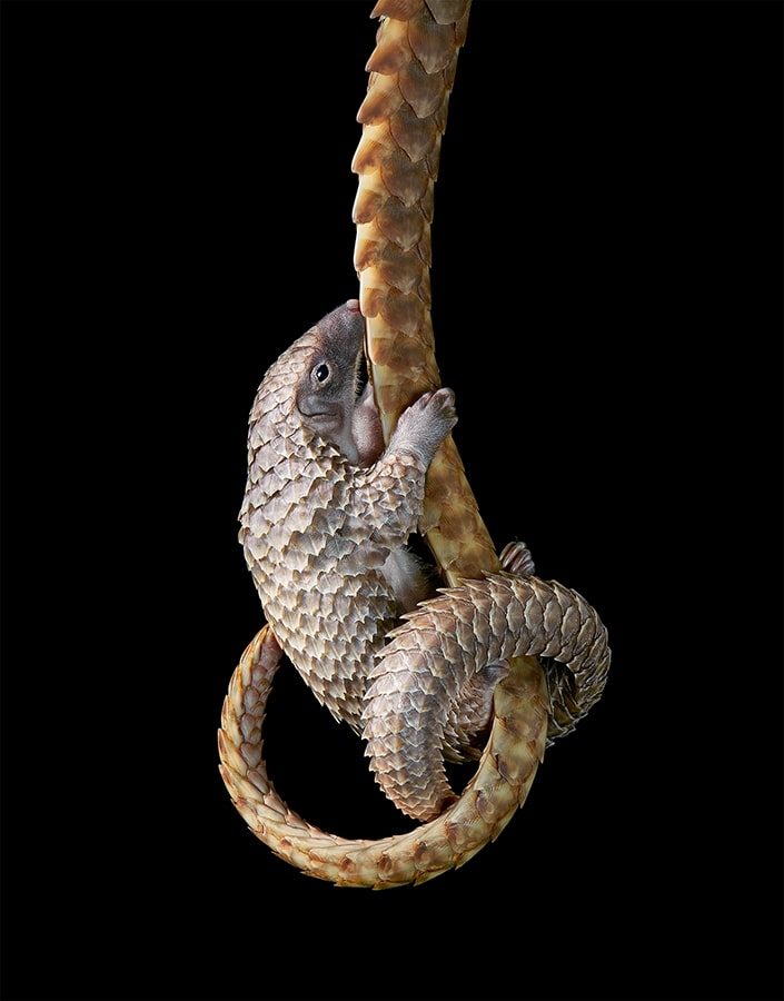 White Bellied Pangolin Hanging on Tail