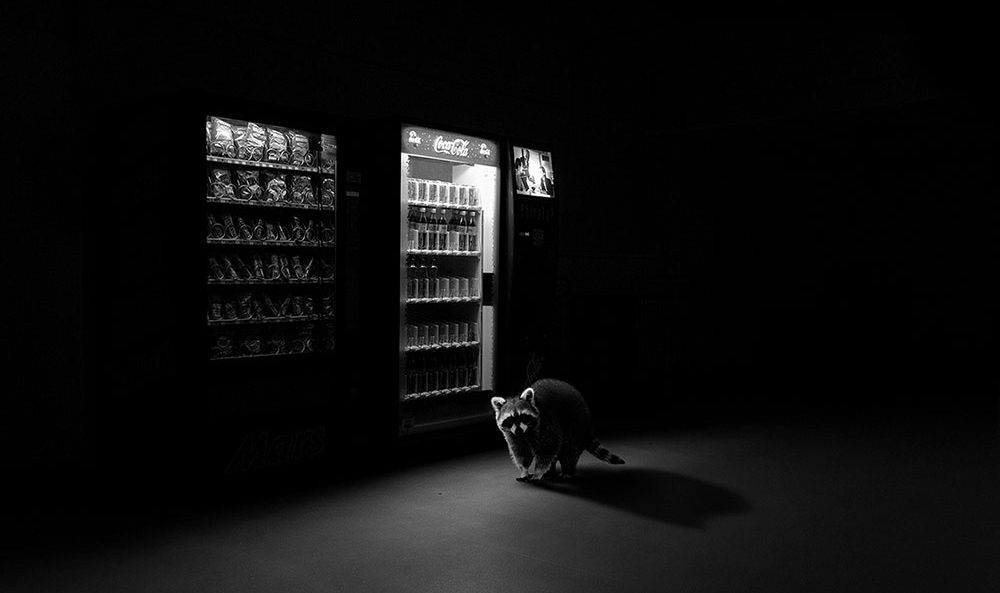 all-about-photo-awards-2019-jason-mcgroarty-01-1000px