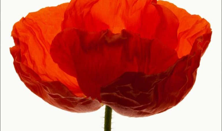 nouvelles-especes-de-compagnie-roman-18-musee-des-beaux-arts-de-bordeaux-02b-suzanne-lafont-768x594