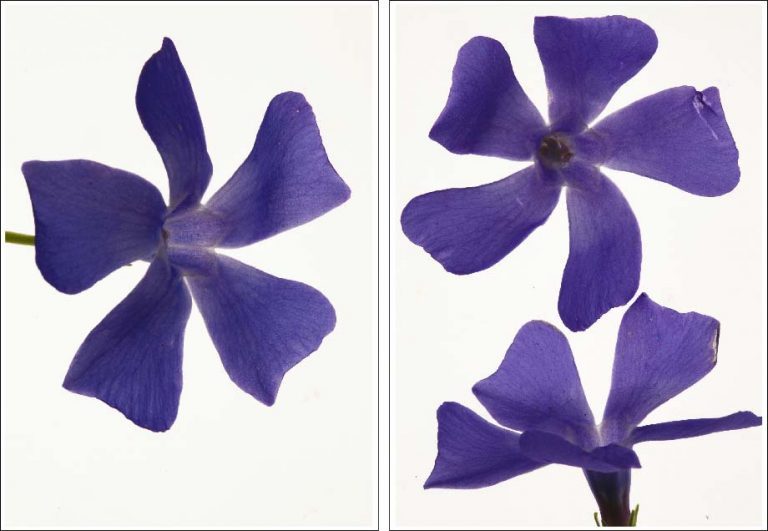 nouvelles-especes-de-compagnie-roman-18-musee-des-beaux-arts-de-bordeaux-04b-suzanne-lafont-768x531