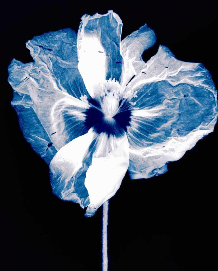 nouvelles-especes-de-compagnie-roman-18-musee-des-beaux-arts-de-bordeaux-08b-suzanne-lafont-768x954