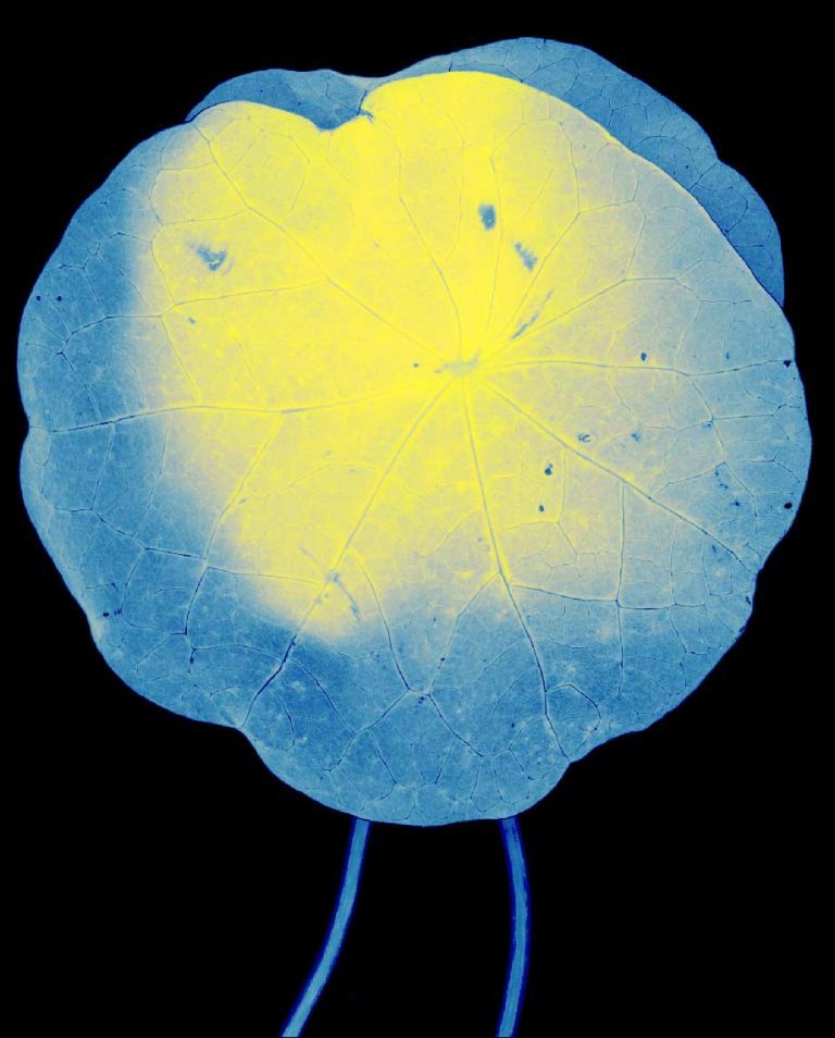 nouvelles-especes-de-compagnie-roman-18-musee-des-beaux-arts-de-bordeaux-10b-suzanne-lafont-768x954