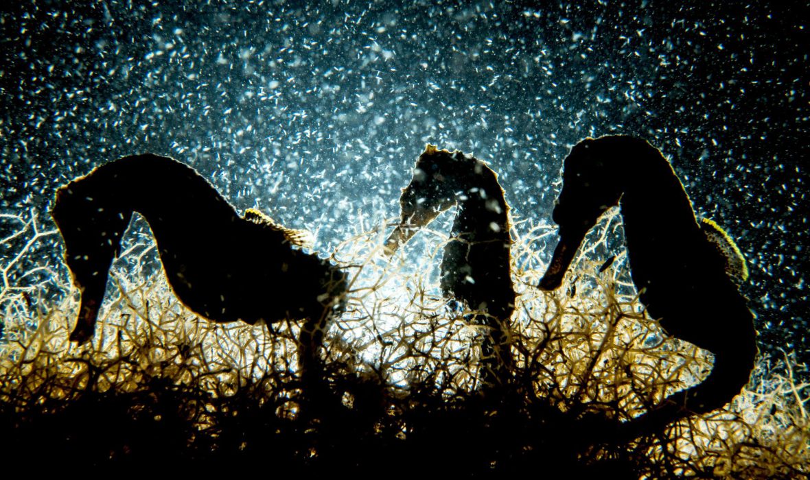 underwater-photographer-of-the-year-2018-shane-gross-01-2000px