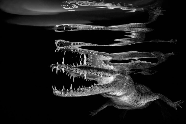 underwater-photographer-of-the-year-gorut-furlan-01-1000px