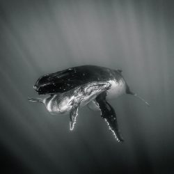 benthouard_whales_546-2 crédit photo Ben Thouard