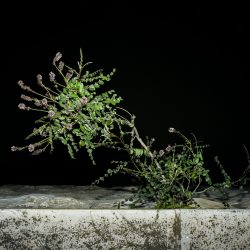 © CHEREDNIKOVA Anna - Indésirable 1