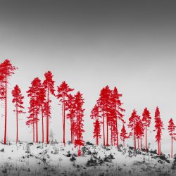 © KAHILANIEMO Jaakko - 100 Hectares of Understatement -3