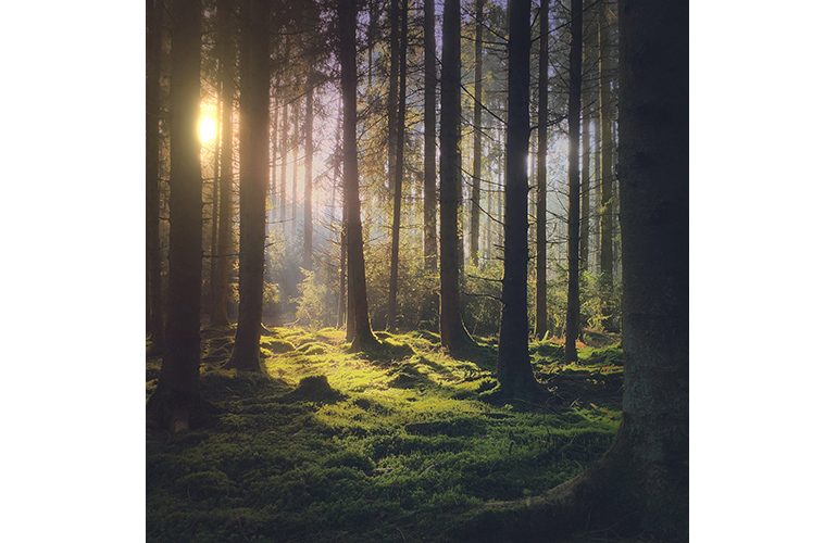 Shot-on-iPhone-Challenge-Announcement-Forest