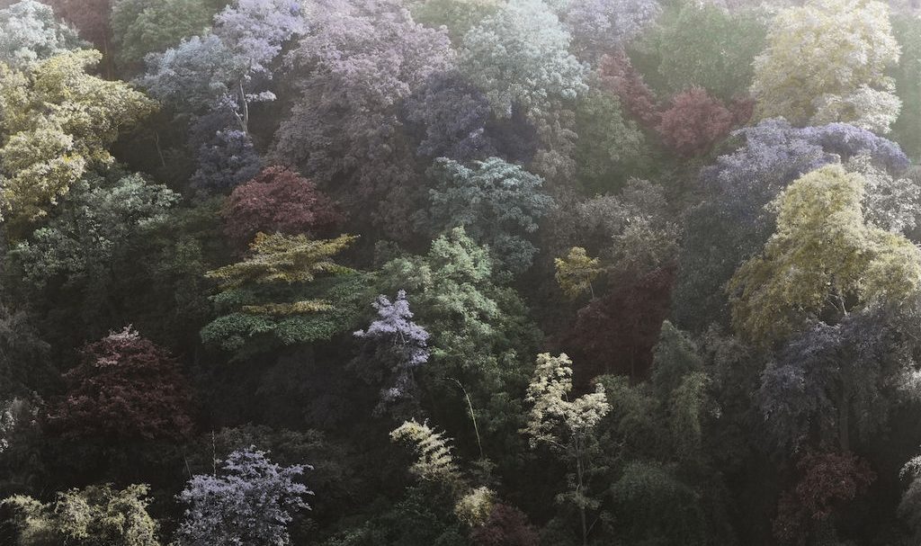 dandakaranya-odisha-india-2017-black-and-white-print-hand-painted-jaykumar-shankar-laura-henno_width1024