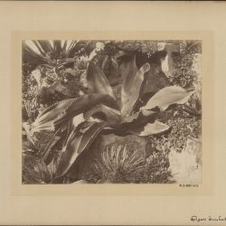 Agave troubes ruyaga par Théodore Walburg de Bray 1884