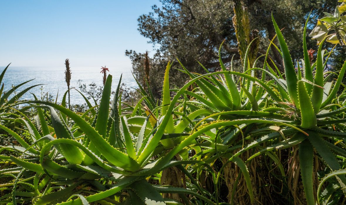 Agaves et aloès par Jean-Baptiste Leroux 2017