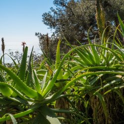 Agaves et aloès par Jean-Baptiste Leroux 2017