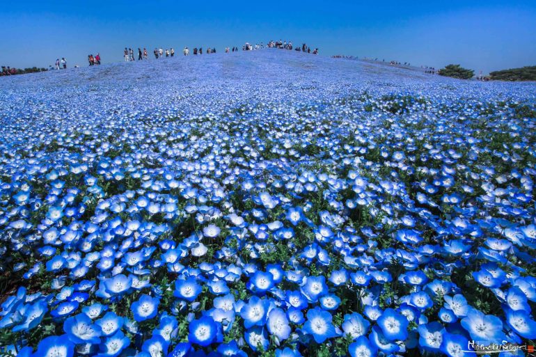 BlueHeavenHidenobuJapon-7171