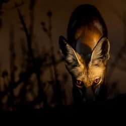 Sony-World-Photography-4199-11711-MsaaedAlGharibah-Kuwait-Open-NaturalWorldWildlifeOpencompetition-2019