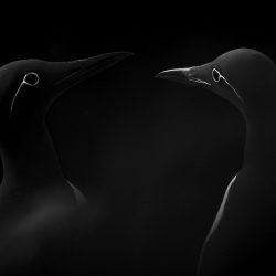 Sony-World-Photography-4263-11775-ManuelEnriqueGonzlezCarmona-Spain-Open-NaturalWorldWildlifeOpencompetition-2019