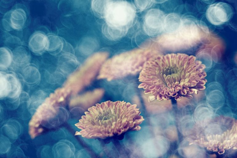 meyer-optik-goerlitz-trioplan-100mm-beispiel-foto-3