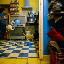 4607_2_13589_JasperDoest_Netherlands_Professional_NaturalWorldWildlifeProfessional_2019