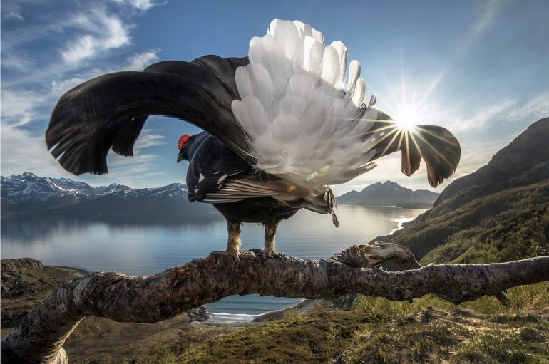 Big-Picture-Natural-World-Photo-Contest-1-Rikardsen-Black-Grouse