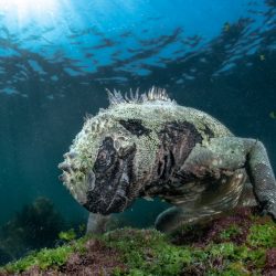 Big-Picture-Natural-World-Photo-Contest-10-Mane-Sea-Dragon