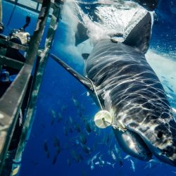 Euanart-Jaws-Shark-Photo-1