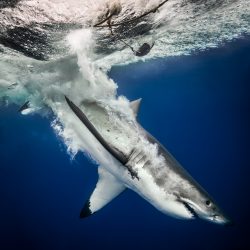 Euanart-Jaws-Shark-Photo-7