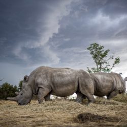 Justin-Mott-Fatu-and-Naji-Final-Story-003