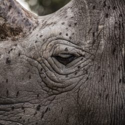 Justin-Mott-Fatu-and-Naji-Final-Story-018