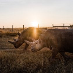 Justin-Mott-Fatu-and-Naji-Final-Story-021