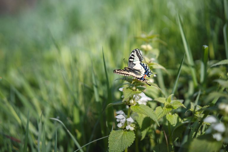 samyang-af-45mm-f1_8-fe-exemple-image-02-daniel-fische-1500px