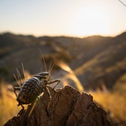philip_ruopp_morocco_A046_43