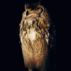 08-2nd-ANIMALS-Yoichi Sato