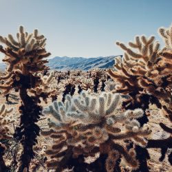 16-1st-FLORAL-Dan Liu