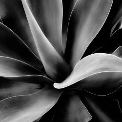 17-2nd-FLORAL-Ted Silveira