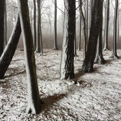 55-1st-TREES-Christian Helwig