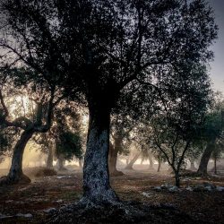 56-2nd-TREES-Neil Bennett