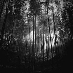 57-3rd-TREES-Zhang Xiaojun