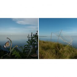 ©Zishaan_LATIF_Withering2